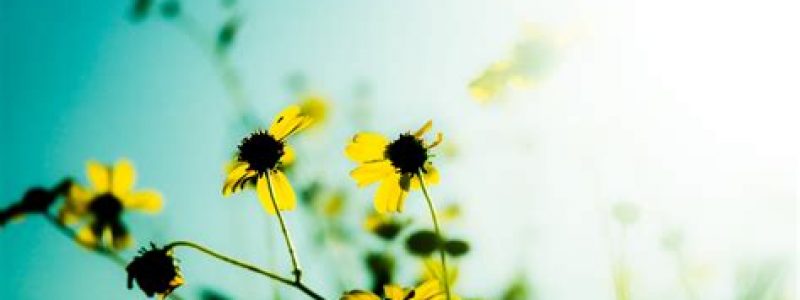 yellow wildflower